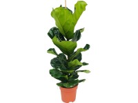 GROW by OBI Fíkus lýrový (Ficus lyrata), pr. cca 21 x 95-120 cm