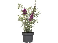 GROW by OBI Budleja Dávidova (Buddleja davidii) 