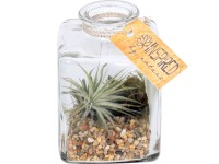 Aranžmán z tilandsií v sklenenej nádobe priemer kvetináča cca 7 cm