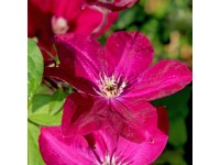 Plamienok (Clematis) 