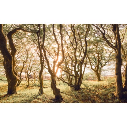 Komar Vliesová fototapeta Bold Birch, 400 x 250 cm
