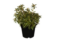 OBI Rododendron neprístupný 