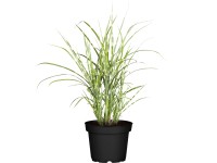 Grow by OBI Ozdobnica čínska Strictus Dwarf, pr. kv. 19 cm