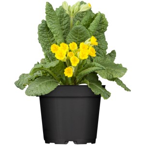 Žltá prvosienka jarná (Primula veris) v kvetináči, farebná jarná rastlina od GROW by OBI.