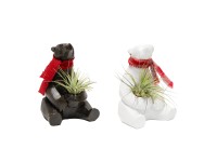 Tilandsia (Tillandsia) v keram. figúrke medveďa, rôzne druhy, 1ks, pr.kv.cca 6cm