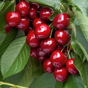Sladké, červené bio čerešne Lapins na strome so zelenými listami.