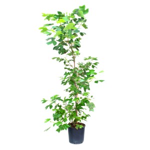 GROW by OBI Tulipánovník, cca 150/175 cm vysoký v kvetináči. Domáci strom so zelenými listami.