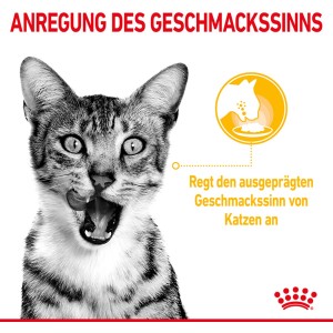 Mačka si olizuje papuľu, Royal Canin Sensory Taste mokré krmivo pre vyberavé mačky.