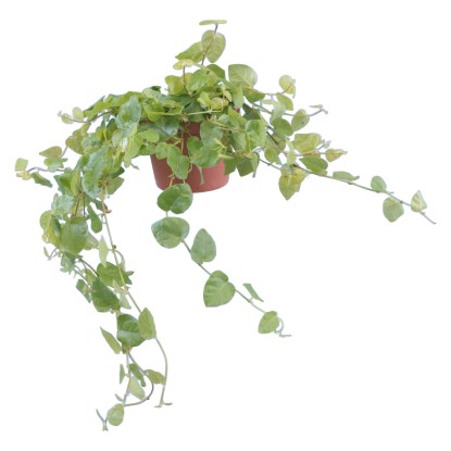 Figovník popínavý priemer kvetináča cca 10 cm