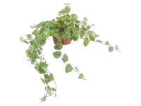 Figovník popínavý priemer kvetináča cca 10 cm