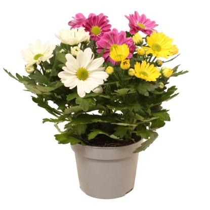 Chryzantéma indická (Chrysanthemum indicum) "Carnaval" výška 20-30 cm, pr. 12 cm