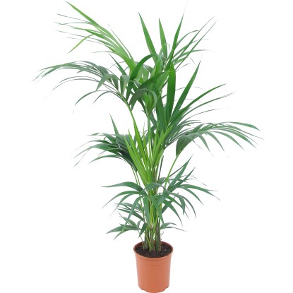 GROW by OBI Rajská palma priemer kvetináča cca 19 cm