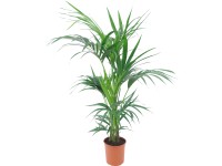 GROW by OBI Rajská palma priemer kvetináča cca 19 cm