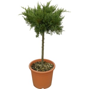 OBI cypruštek Gold Rider v kvetináči, výška cca 80 cm. Stálezelený ihličnan.