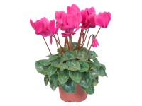 Cyklámen perzský 