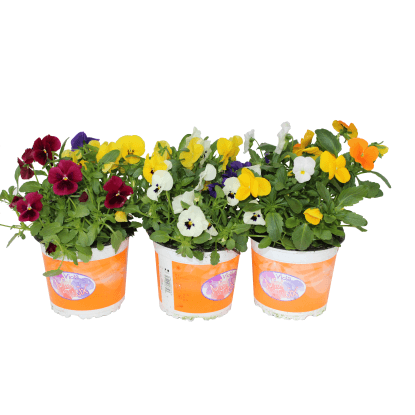 Sirôtky drobnokveté v kvetináči pr. 13 cm, 3 farby