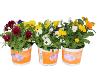 Sirôtky drobnokveté v kvetináči pr. 13 cm, 3 farby