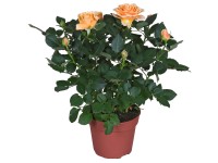 Ruža Parade priemer kvetináča cca 10,5 cm oranžová