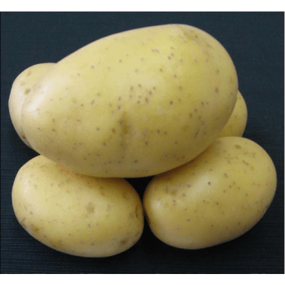 Zemiaky PRINCESS sadbové žlté rané 5 kg