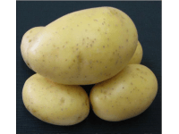 Zemiaky PRINCESS sadbové žlté rané 5 kg