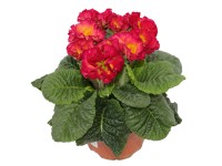 Prvosienka bezbyľová s plnším kvetom, mix farieb pr. kvetináča 10,5 cm