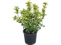 OBI Bršlen japonský (Euonymus japonica) výška cca 60 cm