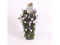 Violka rohatá (Viola cornuta) záves, výška 45-50 cm, pr. 15 cm