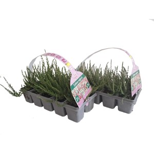 MONTANO Vres obyčajný (Calluna vulgaris), 10 ks