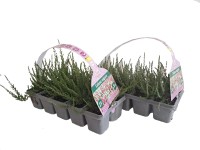 MONTANO Vres obyčajný (Calluna vulgaris) 10-pack