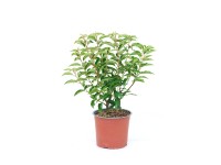 GROW by OBI Bobkovišeň portugalská (Prunus lusitanica) 