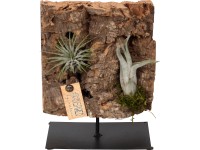 Aranžmán z tilandsií na štvorcovom kuse kôry priemer kvetináča cca 15 cm