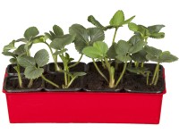 Jahoda obyčajná Korona podnos s 10 kusmi