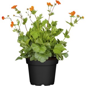 Oranžový GROW by OBI Kuklík v kvetináči, cca 13 cm Ø. Mrazuvzdorná rastlina v kvetináči s jasnými kvetmi.