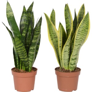 Svokrin jazyk Sansevieria v kvetináči, dva varianty nenáročnej sukulentnej rastliny.