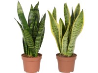 GROW by OBI Svokrin jazyk (Sansevieria trifasciata)