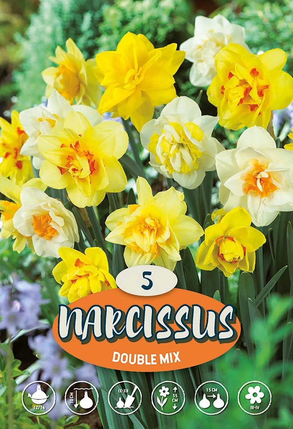 Narcis Missouri - Flora United