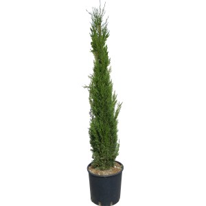 GROW by OBI Toskánsky cyprus "Pyramidalis", výška cca 160 cm v kvetináči. Stredomorský štýl pre záhradu.
