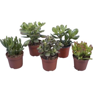 Rôzne druhy tučnolistov (Crassula) v kvetináči s priemerom 10,5 cm, mix sukulentov.