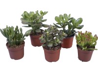 Tučnolist rôzne druhy priemer kvetináča cca 10,5 cm Crassula