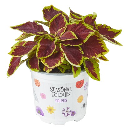 Africká žihľava (Coleus), rôzne druhy, pr. kv. cca 10,5 cm