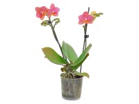 Orchidea Phalaenopsis multiflora 2 výhonky oranžovo-žltá