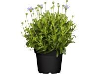 Kapská astra svetlomodrá priemer kvetináča cca 11 cm Felicia