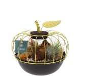 Tilandsia (Tillandsia) rôzne druhy aranžmánov v nádobe v tvare jablka pr. 17 cm