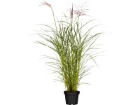 Grow by OBI Ozdobnica čínska (Miscanthus sinensis) Ferner Osten, pr. cca 22 cm