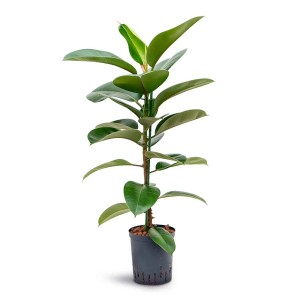 Figovník pružný 'Robusta' v kvetináči, výška cca 130-145 cm. Dekoratívna izbová rastlina.