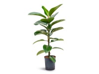 Royal Lemkes Figovník gumový (Ficus elastica) 