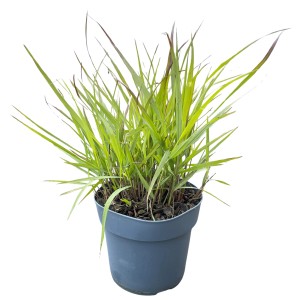 GROW by OBI Proso prútnaté 'Cheyenne Sky' v kvetináči, červeno-zelená okrasná tráva do záhonov a kvetináčov.