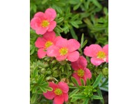 OBI Nátržník krovitý (Potentilla fruticosa) ružový, výška 25-30 cm, cca 3 l