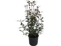OBI Photinia 