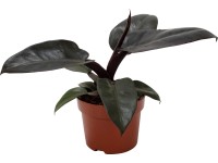 Filodendron Filodendron